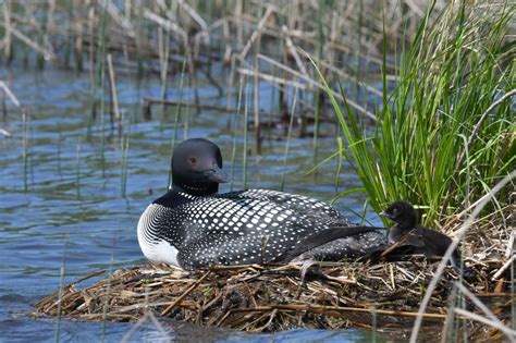 Minnesotan’s photo of a loon with offspring wins national award